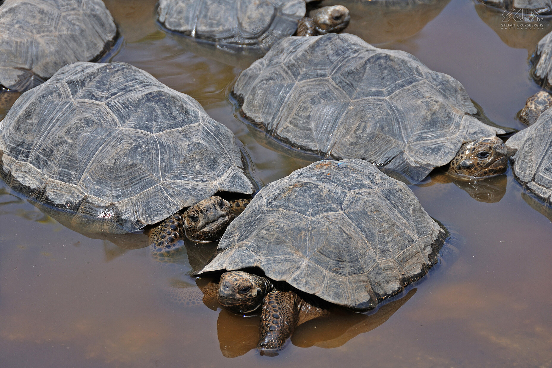 Galapagos - Isabela - Tortoises Young tortoises in the breeding center on the island Isabela. Stefan Cruysberghs